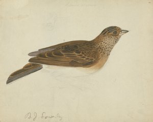 Euraziatische veldleeuwerik