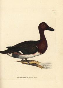 Witoogeend, Aythya nyroca (Anas nyroca, olijftuft eend). Handgekleurde kopergravure door James Sowerby uit The British Miscellany, of Coloured figures of new, rare, or little known animal subjects.