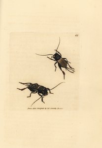 Veldkrekel, Gryllus campestris (Accheta campestris). Handgekleurde kopergravure door James Sowerby uit The British Miscellany, of Coloured figures of new, rare, or little known animal subjects.