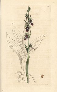 Vliegenorchis, Ophrys insectifera (Vliegenorchis, Ophrys muscifera). Handgekleurde kopergravure naar een illustratie door James Sowerby uit James Smith