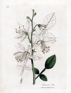 Fraxinelle - Witte fraxinella of basterd diptam, Dictamnus albus. Handgekleurde kopergravure uit een botanische illustratie door James Sowerby uit William Woodville en Sir William Jackson Hooker