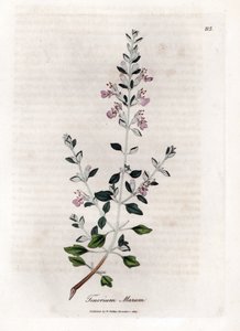 Kattenkruid, Teucrium marum. Illustratie van James Sowerby uit William Woodville en Sir William Jackson Hooker