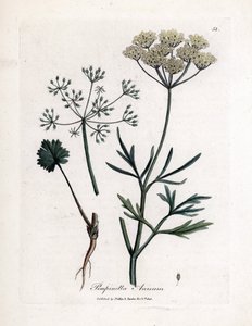 Groene anijs (Pimpinella anisum) door James Sowerby