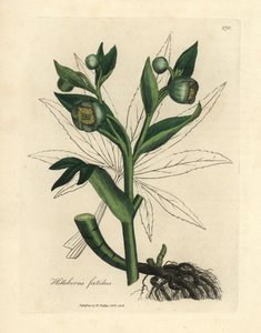 Groenbloeiende stinkende nieskruid of berenklauw, Helleborus foetidus