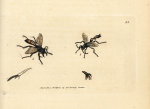 Haarwesp, Podalonia hirsuta. Illustratie van James Sowerby uit 
