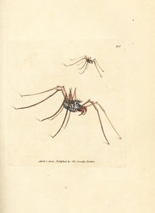 Hooiwagen, Megabunus diadema door James Sowerby