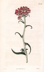 Immortelle ster - Helichrysum stellatum. Handgekleurde kopergravure door Weddell naar een illustratie van James Sowerby uit Samuel Curtis