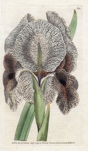 Iris de Chalcedoine of Susa