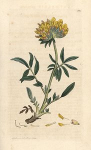 Wondklaver, Anthyllis vulneraria door James Sowerby