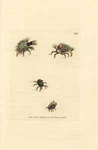 Larve van de Hemerobius (gaasvlieg) bedekt met korstmos, met mijt, Acarus amictus en kleine mandmijt, Acarus corbicula door James Sowerby
