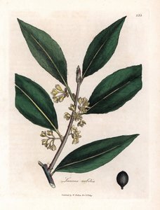 Laurier saus. Handgekleurde kopergravure uit een tekening door James Sowerby (1757-1822), in Botanique Medicinale door James Sowerby