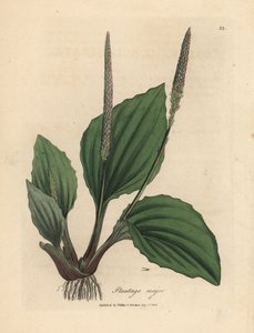 Bladeren en bloemen van weegbree, Plantago major door James Sowerby