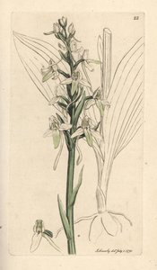 Kleine vlinderorchis, Platanthera bifolia (Orchis bifolia) door James Sowerby