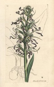 Hagedisorchidee, Himantoglossum hircinum (Hagedissatyrium of ochis, Satyrium hircinum). Handgekleurde kopergravure naar een illustratie van James Sowerby uit James Smith