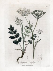 Pimpernel, Pimpinella saxifraga. Illustratie van James Sowerby uit William Woodville en Sir William Jackson Hooker