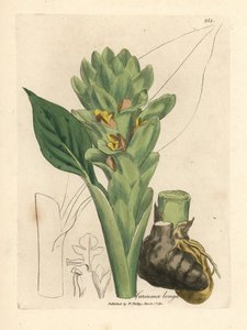 Langwortelige kurkuma, Curcuma longa door James Sowerby