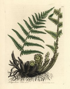 Mannelijke eikvaren, Polypodium filix mas