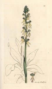 Poppenorchis, Orchis anthropophora. Handgekleurde kopergravure naar een illustratie van James Sowerby uit James Smith