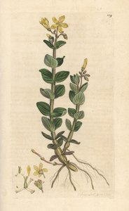 Moeras Sint-Janskruid, Hypericum elodes (Sint-Janskruid)