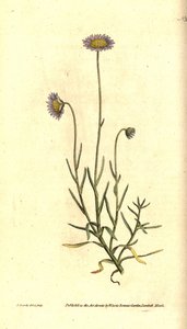 Reseda Aster - Felicia tenella (Borstelbladige aster, Aster tenellus)