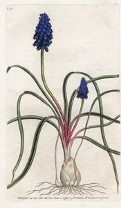 Muscari neglige door James Sowerby
