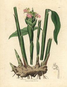 Smalbladige gember, Zingiber officinale