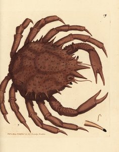 Noorse koningskrab of noordelijke steenkrab, Lithodes maja door James Sowerby