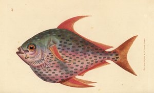 Opah