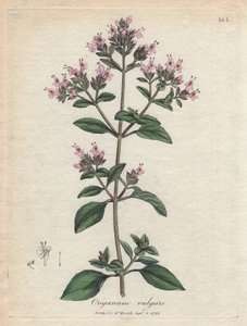 Oregano. Illustratie van James Sowerby in 