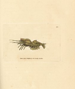 Papegaaigarnaal, Spirontocaris spinus (Rugstekelige garnaal; Cancer spinus)