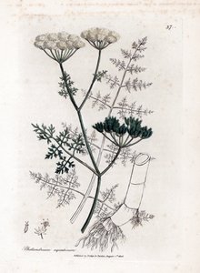 Phellandrium aquatium - Fijnbladige waterhemlock, Phellandrium aquatium. Handgekleurde kopergravure uit een botanische illustratie door James Sowerby uit William Woodville en Sir William Jackson Hooker
