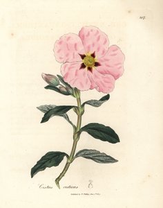 Roze bloeiende Kretenzische cistus, Cistus creticus