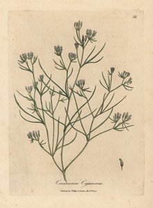 Roze komijnbloem, Cuminum cyminum