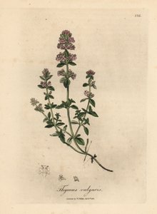 Roze bloeiende tuinthijm, Thymus vulgaris door James Sowerby