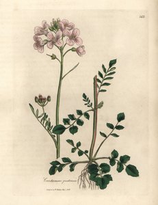 Roze bloeiende pinksterbloem, Cardamine pratensis