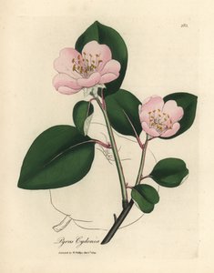 Roze bloeiende kweepeerboom, Pyrus cydonia