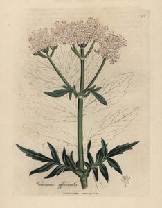 Roze bloeiende valeriaan, Valeriana officinalis door James Sowerby