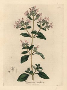 Roze bloeiende wilde marjolein, Origanum vulgare