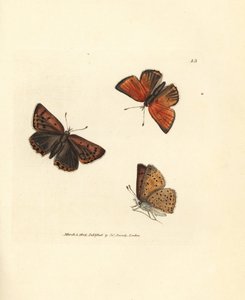 Zuivergerande koperkleurige vlinder, Lycaena hippothoe. Handgekleurde kopergravure door James Sowerby uit The British Miscellany, of Coloured figures of new, rare, or little known animal subjects.