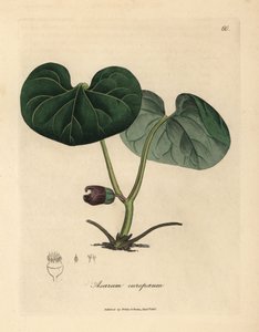 Paarsbloemige asarabacca of wilde gember, Asarum europaeum door James Sowerby