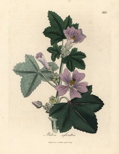 Paarse bloeiende kaasjeskruid, Malva sylvestris door James Sowerby