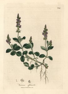 Paarsbloeiende ereprijs, Veronica officinalis door James Sowerby