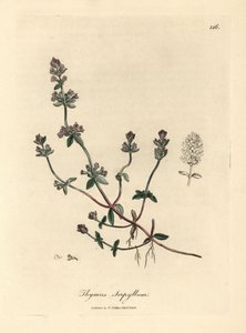 Paars bloeiende wilde tijm, Thymus serpyllum door James Sowerby