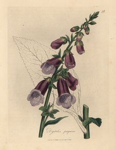 Paarse vingerhoedskruid, Digitalis purpurea door James Sowerby