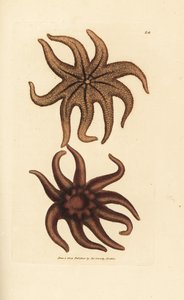 Paarse zonster, Solaster endeca door James Sowerby