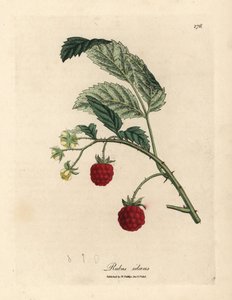 Frambozenstruik met rijpe vruchten en gele bloemen, Rubus idaeus door James Sowerby
