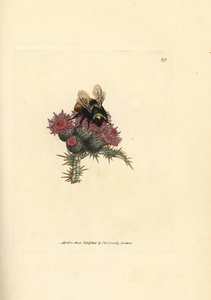 Roodstaart hommel, Bombus lapidarius (Apis flavicollis) op een distel. Handgekleurde kopergravure door James Sowerby uit The British Miscellany, of Coloured figures of new, rare, or little known animal subjects.
