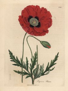 Rode of korenbloem, Papaver rhoeas