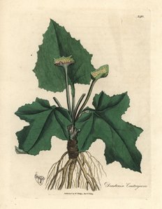 Wortels, wortelstok, bladeren en bloem van contrayerva, Dorstenia contrajerva