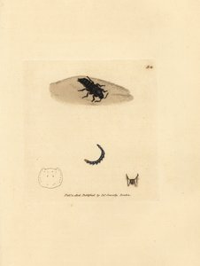 Kortschildkever, Velleius dilatatus (Getande hoornstaphylinus, Staphylinus concolor). Handgekleurde kopergravure door James Sowerby uit The British Miscellany, of Coloured figures of new, rare, or little known animal subjects. door James Sowerby